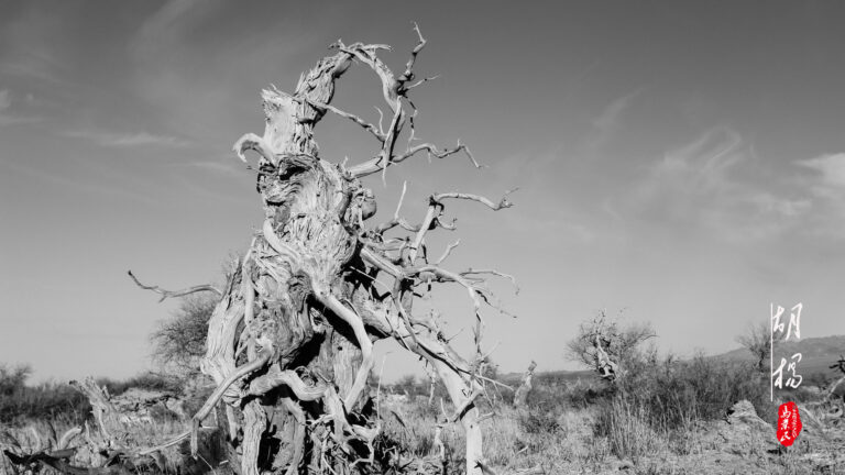 Ma Yemin - The-spirit-of-Populus-euphratica-8